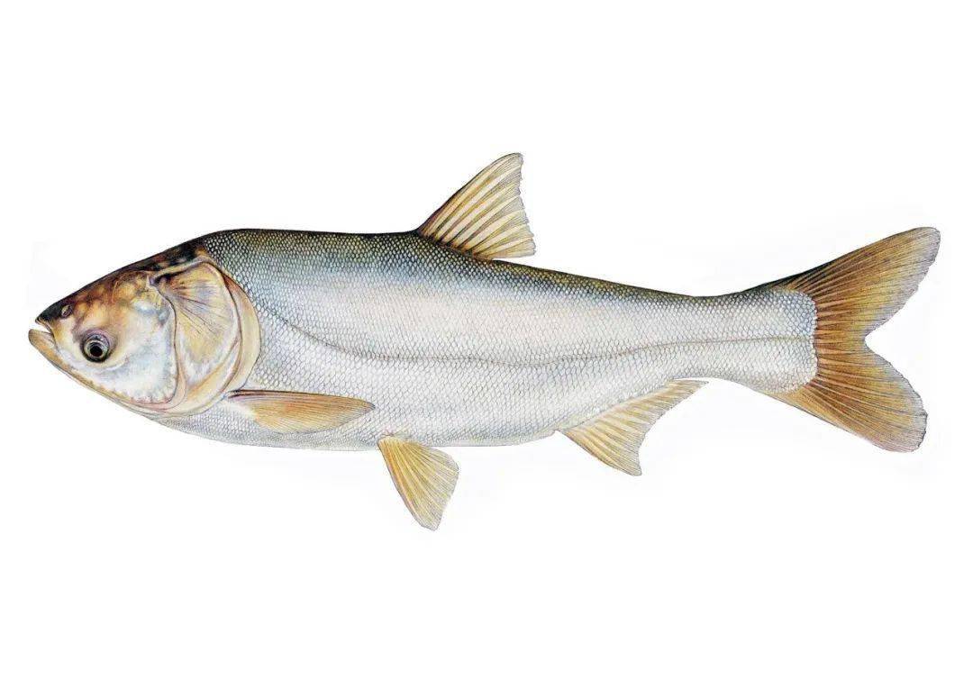 春天皮膚過敏怎么辦 做好這些工作遠離皮膚過敏煩惱