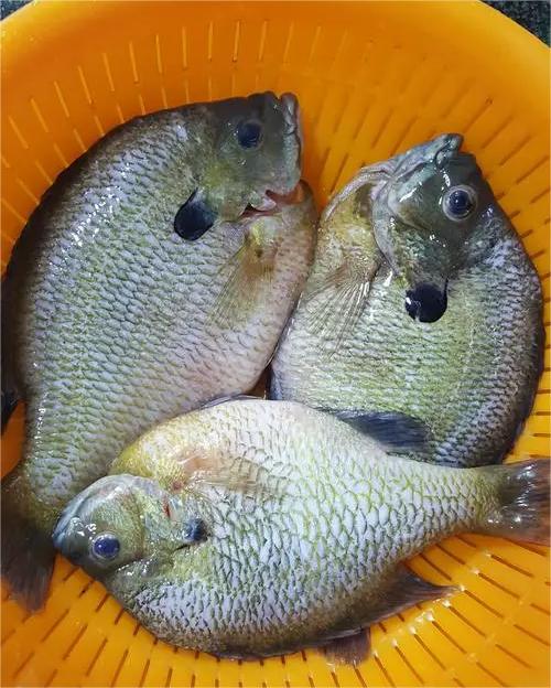 春天祛濕吃什么 七種食材有用處早春