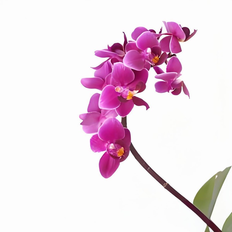 蔬菜配送價(jià)格,東莞蔬菜配送,食材配送